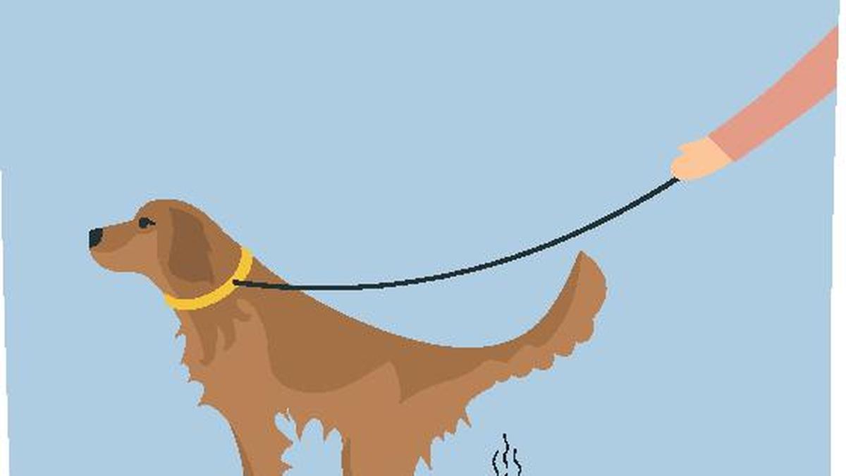 Pet peeve clean up after your dog, or pay The Hindu